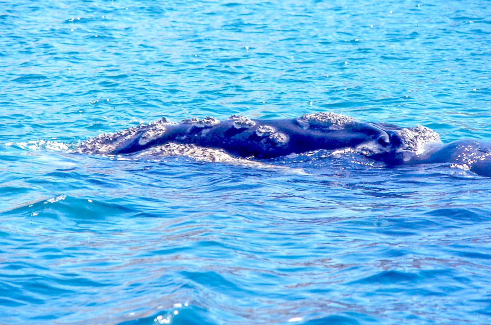 Valdés Peninsula 14